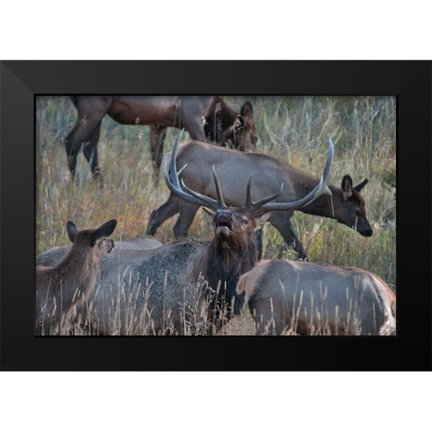 Bull elk bugling with harem-Colorado Black Modern Wood Framed Art Print by Fitzharris, Tim