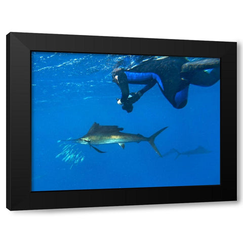 Sailfish-diver and sardines-Isla Mujeres-Mexico Black Modern Wood Framed Art Print with Double Matting by Fitzharris, Tim