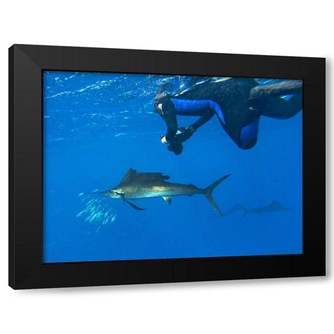 Sailfish-diver and sardines-Isla Mujeres-Mexico Black Modern Wood Framed Art Print by Fitzharris, Tim
