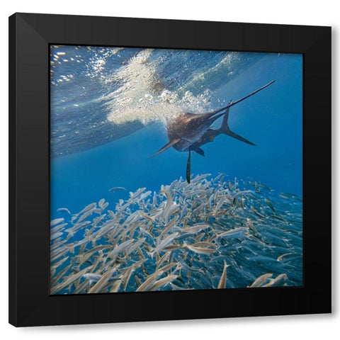 Sailfish and sardines-Isla Mujeres-Mexico Black Modern Wood Framed Art Print with Double Matting by Fitzharris, Tim