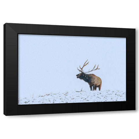 Bugling Elk-Yellowstone National Park-Wyoming Black Modern Wood Framed Art Print with Double Matting by Fitzharris, Tim