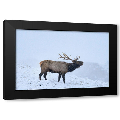 Bugling Elk-Yellowstone National Park-Wyoming Black Modern Wood Framed Art Print by Fitzharris, Tim