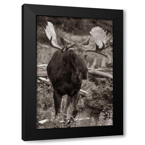 Bull moose-Glacier National Park-Montana, Black Modern Wood Framed Art Print with Double Matting by Fitzharris, Tim
