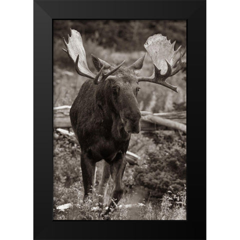 Bull moose-Glacier National Park-Montana, Black Modern Wood Framed Art Print by Fitzharris, Tim