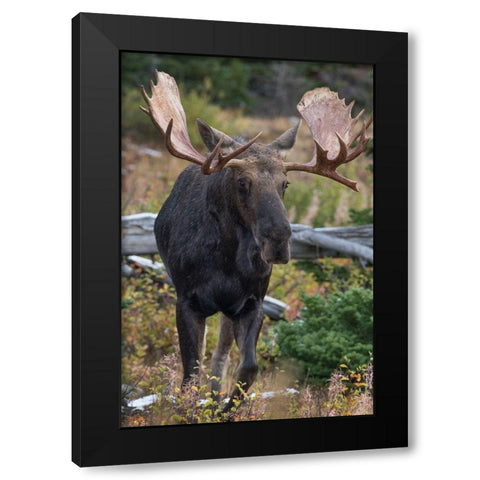 Bull moose-Glacier National Park-Montana, Black Modern Wood Framed Art Print with Double Matting by Fitzharris, Tim