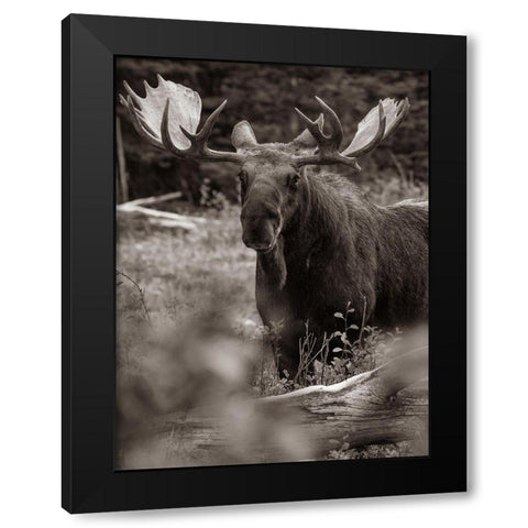 Bull moose-Glacier National Park-Montana, Black Modern Wood Framed Art Print with Double Matting by Fitzharris, Tim