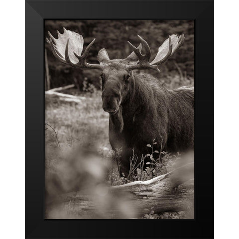 Bull moose-Glacier National Park-Montana, Black Modern Wood Framed Art Print by Fitzharris, Tim