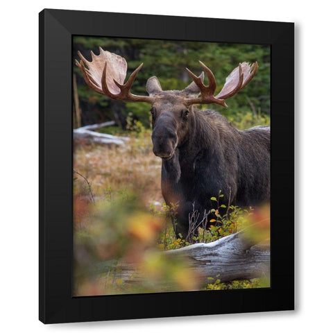 Bull moose-Glacier National Park-Montana, Black Modern Wood Framed Art Print by Fitzharris, Tim