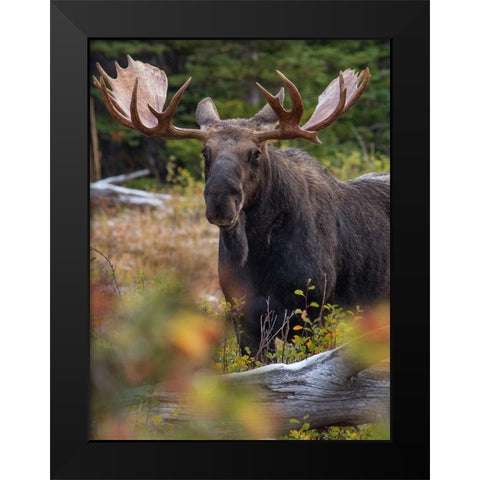 Bull moose-Glacier National Park-Montana, Black Modern Wood Framed Art Print by Fitzharris, Tim