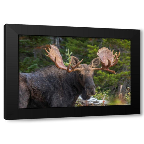 Bull moose-Rocky Mountains Glacier National Park-Montana Black Modern Wood Framed Art Print with Double Matting by Fitzharris, Tim