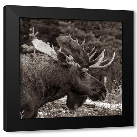 Bull moose-Glacier National Park-Montana, Black Modern Wood Framed Art Print with Double Matting by Fitzharris, Tim