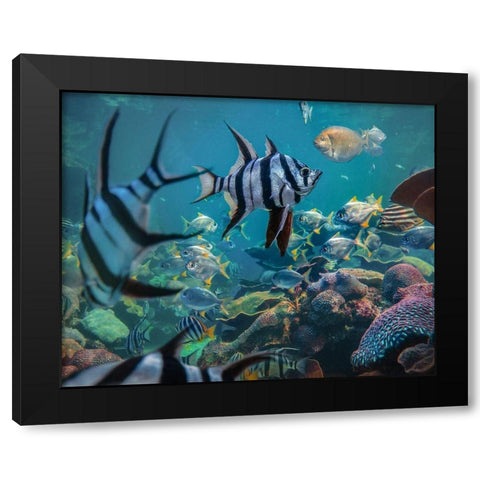 Angel fish and fusiliers-Perth Aquarium-Australia Black Modern Wood Framed Art Print by Fitzharris, Tim