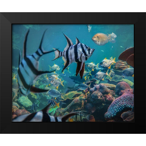 Angel fish and fusiliers-Perth Aquarium-Australia Black Modern Wood Framed Art Print by Fitzharris, Tim