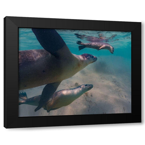 Australian sea lion-Jurien Bay-Australia Black Modern Wood Framed Art Print with Double Matting by Fitzharris, Tim