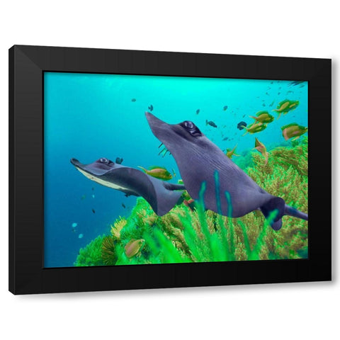 Blue Skates-Balicasag Island-Philippines Black Modern Wood Framed Art Print with Double Matting by Fitzharris, Tim