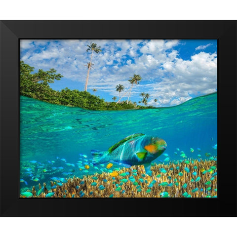Blue chromis and coral at palm tree Bukai Beach-Palawan-Philippines Black Modern Wood Framed Art Print by Fitzharris, Tim