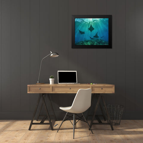 Reef manta rays-Penida Island-Indonesia Black Modern Wood Framed Art Print by Fitzharris, Tim
