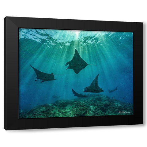 Reef manta rays-Penida Island-Indonesia Black Modern Wood Framed Art Print by Fitzharris, Tim