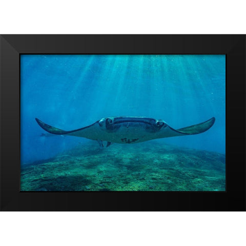 Reef manta rays-Penida Island-Indonesia Black Modern Wood Framed Art Print by Fitzharris, Tim