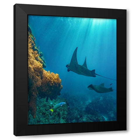 Reef manta rays and moon wrasse-Penida Island-Indonesia Black Modern Wood Framed Art Print by Fitzharris, Tim