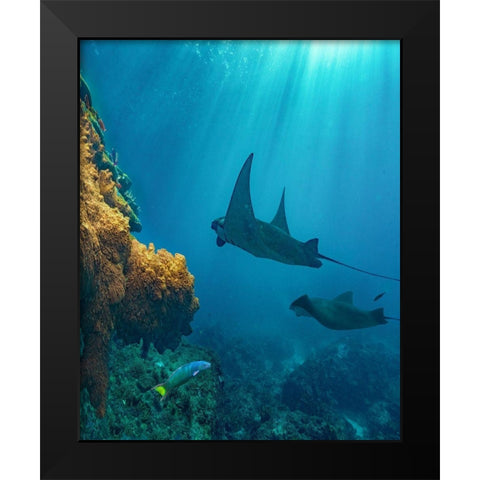 Reef manta rays and moon wrasse-Penida Island-Indonesia Black Modern Wood Framed Art Print by Fitzharris, Tim