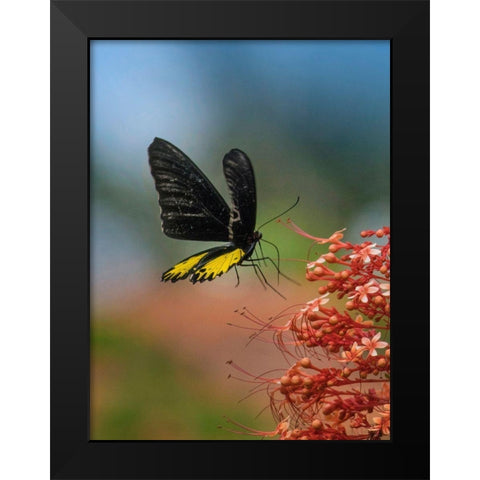 Birdwing butterfly Indonesia Black Modern Wood Framed Art Print by Fitzharris, Tim