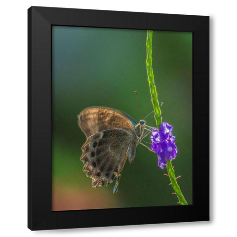 Grapium Agamemnon butterfly Black Modern Wood Framed Art Print with Double Matting by Fitzharris, Tim