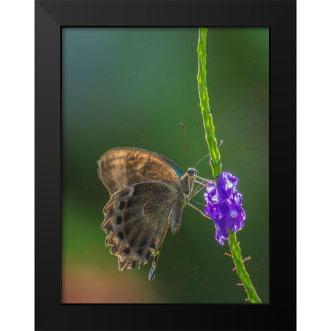 Grapium Agamemnon butterfly Black Modern Wood Framed Art Print by Fitzharris, Tim