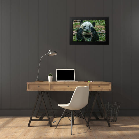 Panda eating bamboo Black Modern Wood Framed Art Print by Fitzharris, Tim