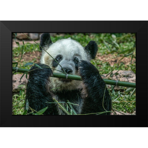 Panda eating bamboo Black Modern Wood Framed Art Print by Fitzharris, Tim