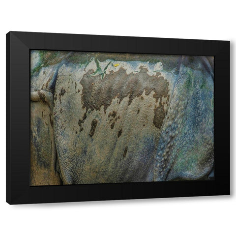 Living skin-Indian Rhino Black Modern Wood Framed Art Print with Double Matting by Fitzharris, Tim