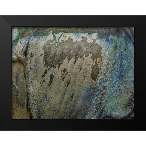 Living skin-Indian Rhino Black Modern Wood Framed Art Print by Fitzharris, Tim