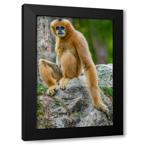 Black-crested Gibbon Black Modern Wood Framed Art Print with Double Matting by Fitzharris, Tim