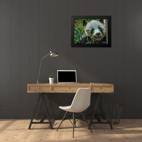 Panda eating bamboo Black Modern Wood Framed Art Print by Fitzharris, Tim