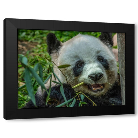 Panda eating bamboo Black Modern Wood Framed Art Print with Double Matting by Fitzharris, Tim