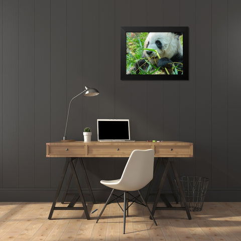 Panda eating bamboo Black Modern Wood Framed Art Print by Fitzharris, Tim