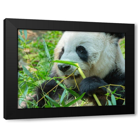 Panda eating bamboo Black Modern Wood Framed Art Print with Double Matting by Fitzharris, Tim