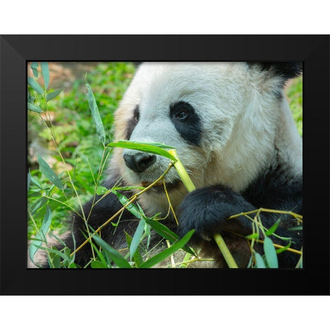 Panda eating bamboo Black Modern Wood Framed Art Print by Fitzharris, Tim