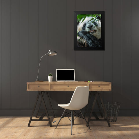 Panda eating bamboo Black Modern Wood Framed Art Print by Fitzharris, Tim