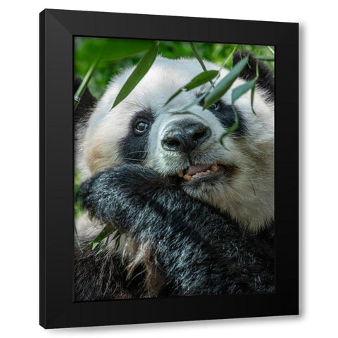 Panda eating bamboo Black Modern Wood Framed Art Print with Double Matting by Fitzharris, Tim