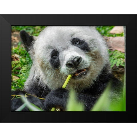 Panda eating bamboo Black Modern Wood Framed Art Print by Fitzharris, Tim