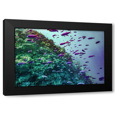 Coral reef fish-Philippines Black Modern Wood Framed Art Print by Fitzharris, Tim