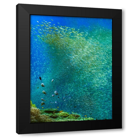 Sardines-Panagsama reef-Philippines Black Modern Wood Framed Art Print with Double Matting by Fitzharris, Tim