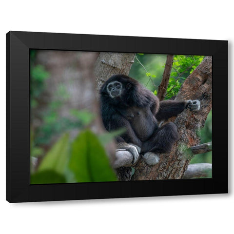 Black-crested Gibbon Black Modern Wood Framed Art Print by Fitzharris, Tim