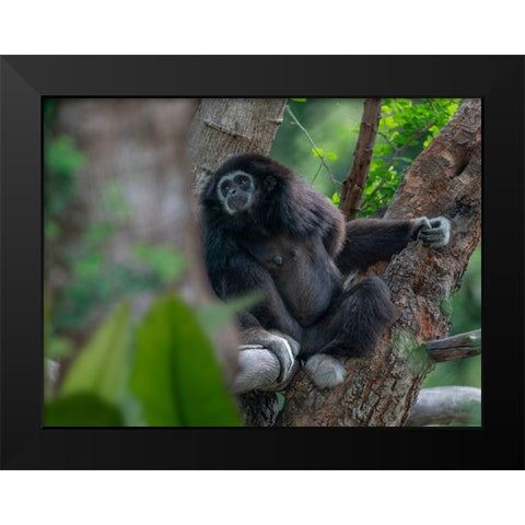 Black-crested Gibbon Black Modern Wood Framed Art Print by Fitzharris, Tim