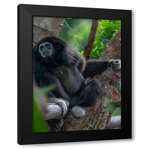 Black-crested Gibbon Black Modern Wood Framed Art Print with Double Matting by Fitzharris, Tim