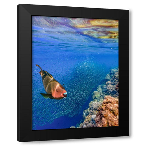 Red parrot fish and sardines-Panagsama reef-Philippines Black Modern Wood Framed Art Print by Fitzharris, Tim