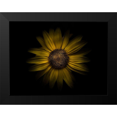 Backyard Flowers Yellow 18 Black Modern Wood Framed Art Print by Carson, Brian