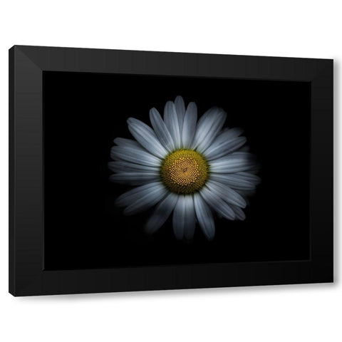 Backyard Flowers White 31 Black Modern Wood Framed Art Print by Carson, Brian