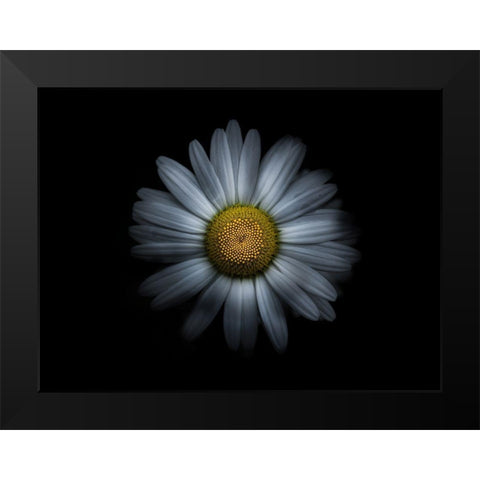 Backyard Flowers White 31 Black Modern Wood Framed Art Print by Carson, Brian